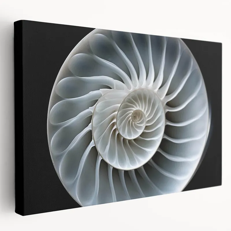 Snail Wall Art - Stunning Spiral Shell | Canvas, Acrylic & Framed Prints Reduced Price