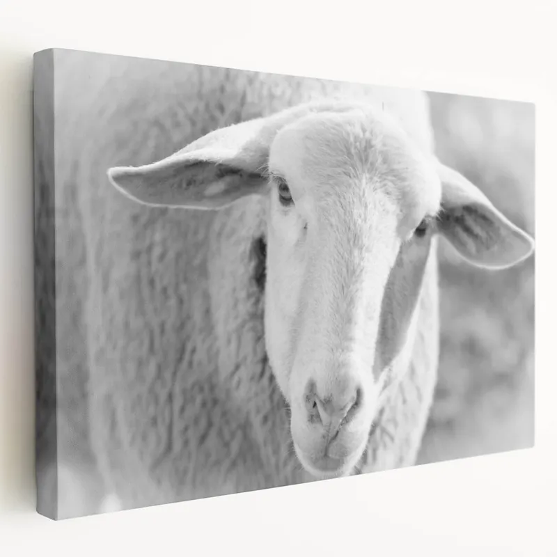Trending Serene Sheep Wall Art - Rustic Farm Animal Canvas Print