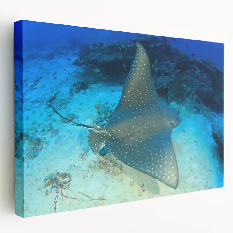 Money Back Guarantee Elegant Ray Wall Art - Stunning Marine Life Canvas & Framed Prints