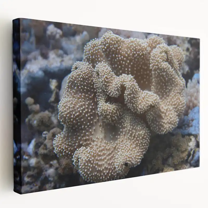 Crafted Coral Wall Art - Detailed Marine Life Coral Canvas Print & Framed Art