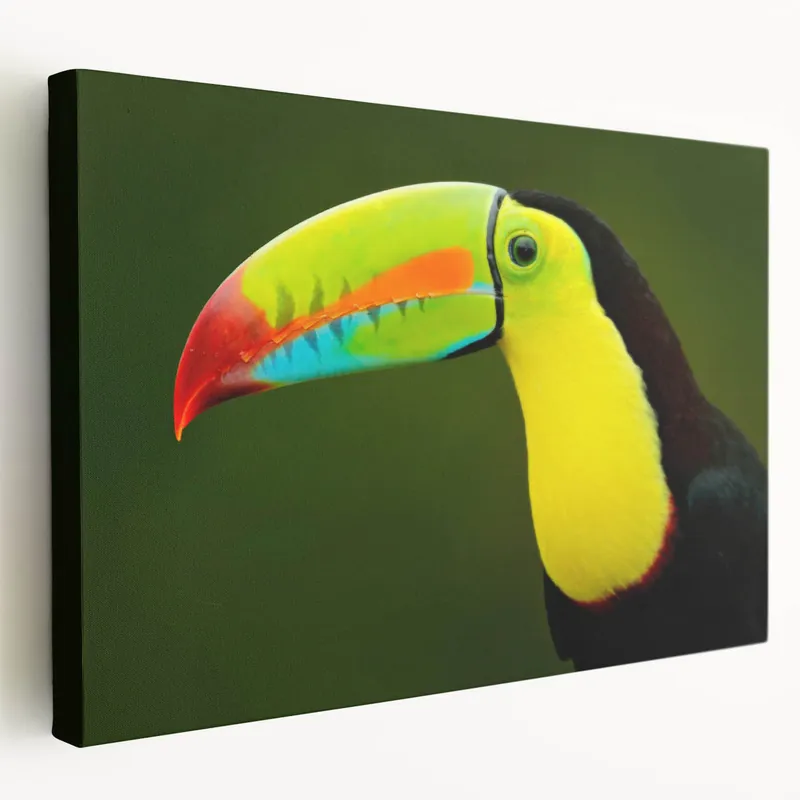 Low Price Vibrant Tropical Toucan Wall Art - Exotic Birds Canvas Print for Home Decor