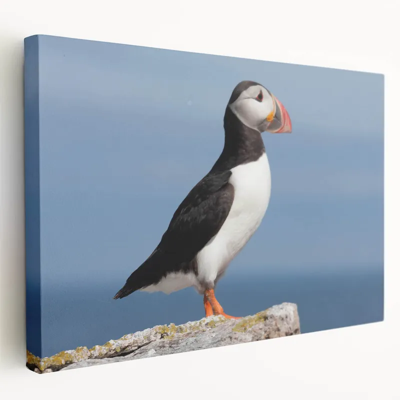 Majestic Puffin Wall Art - Elegant Puffin Decor for Nature Lovers Low Price