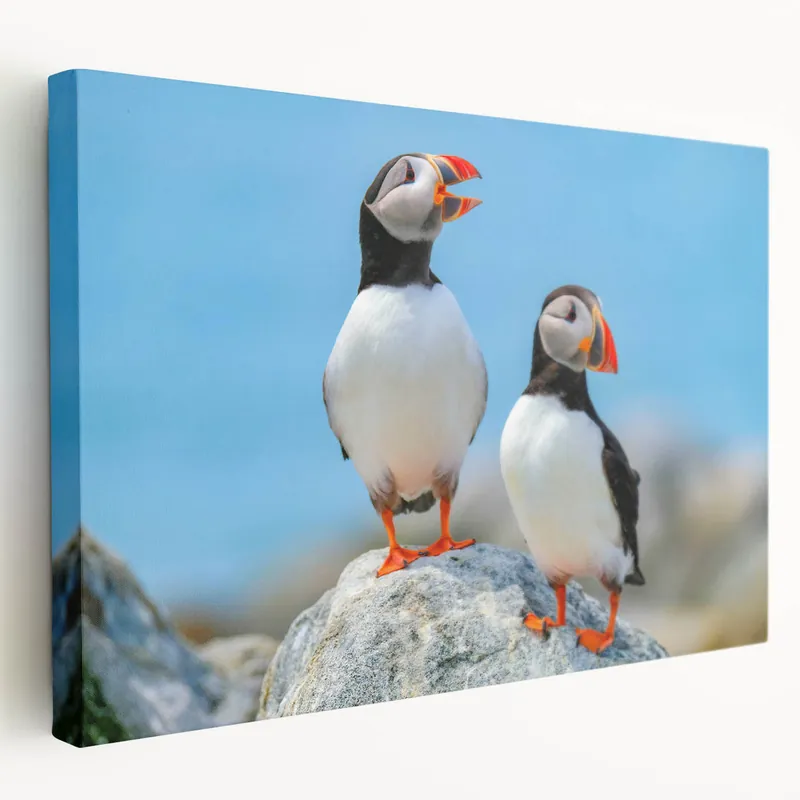 Deal Colorful Puffin Wall Art - Stunning Puffin Decor on Canvas & Framed Print
