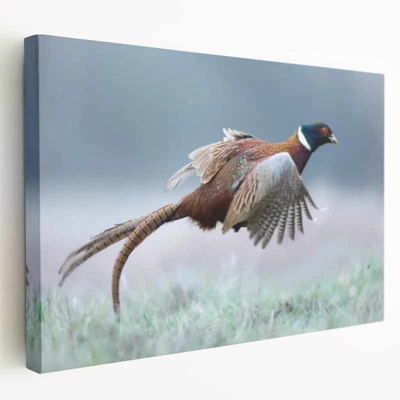 Flying Pheasant Wall Art - Dynamic Wildlife Canvas & Print Decor Secure Checkout
