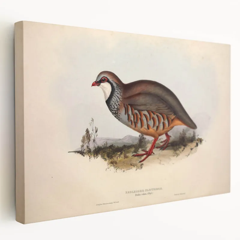 Brand New Red-Legged Partridge Wall Art - Classic Wildlife Canvas & Print Decor
