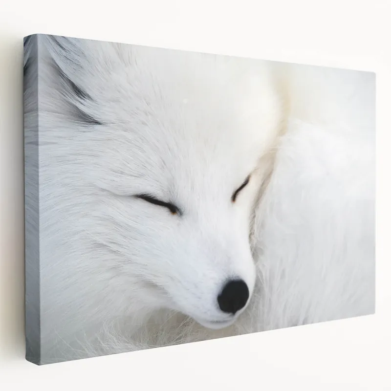 Last Chance Serene Arctic Fox Wall Art - Elegant White Fox on Canvas and Prints