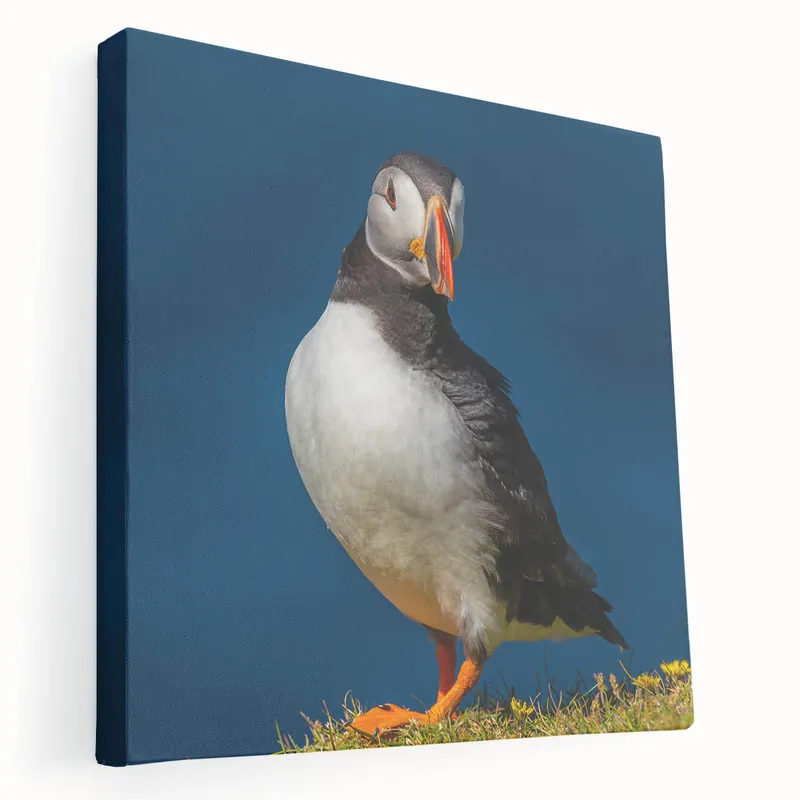 Striking Puffin Canvas Art - Perfect Puffin Decor for Nature Lovers Free Delivery