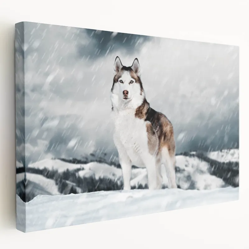 Majestic Husky in Snow Wall Decor - Dog Canvas Art & Gifts Premium