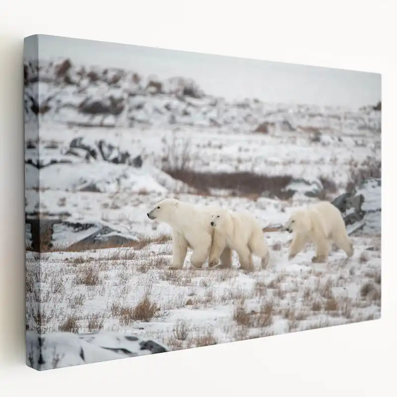 Fresh Stock Majestic Polar Bear Trio - Wildlife Arctic Animal Canvas Art