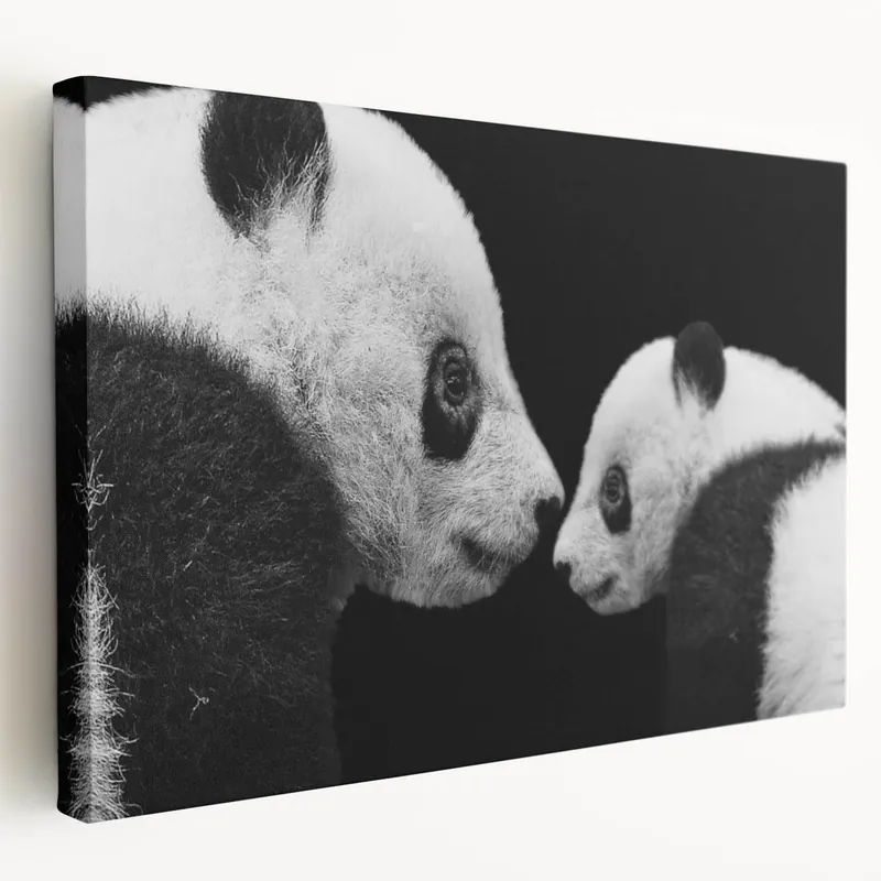 Price Cut Giant Panda Wall Art - Panda Bear Art - Adorable Panda Photography