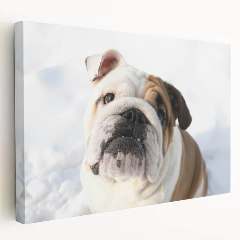 Adorable Bulldog in Snow - Winter Wonderland Canvas Art Last Chance