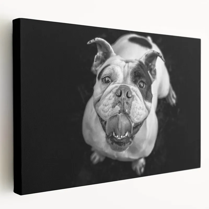 Final Sale Charming Bulldog Black and White Art - Modern Monochrome Decor