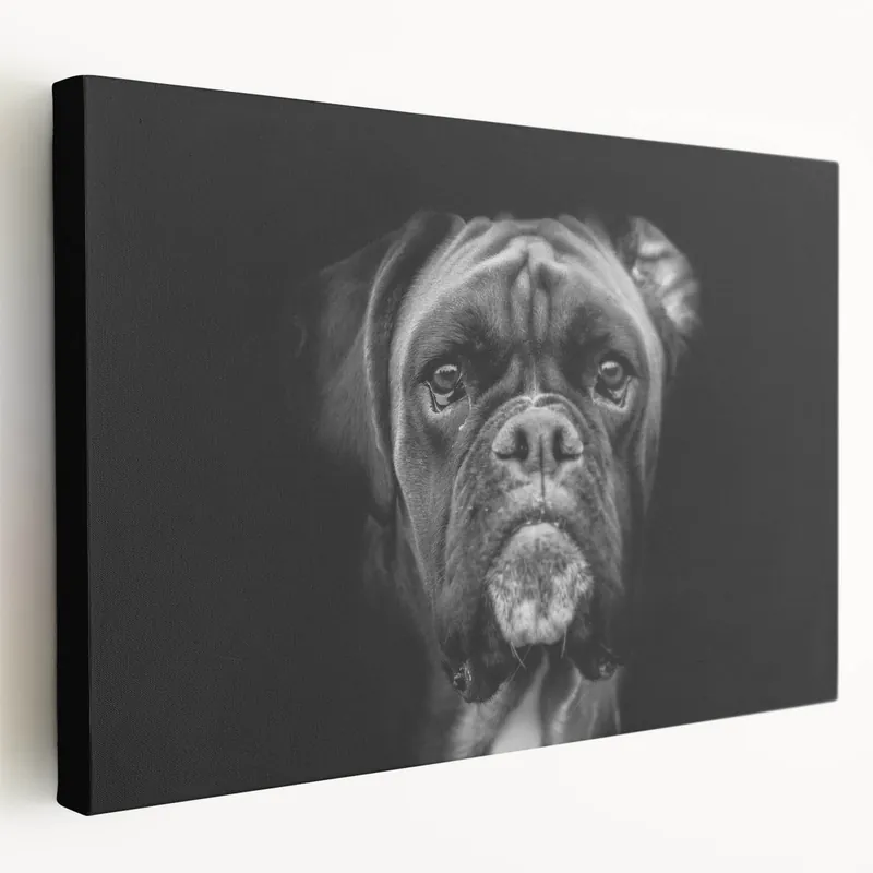 Dramatic Boxer Wall Art - Bold Boxer Print - Striking Dog Canvas Decor Buy Today