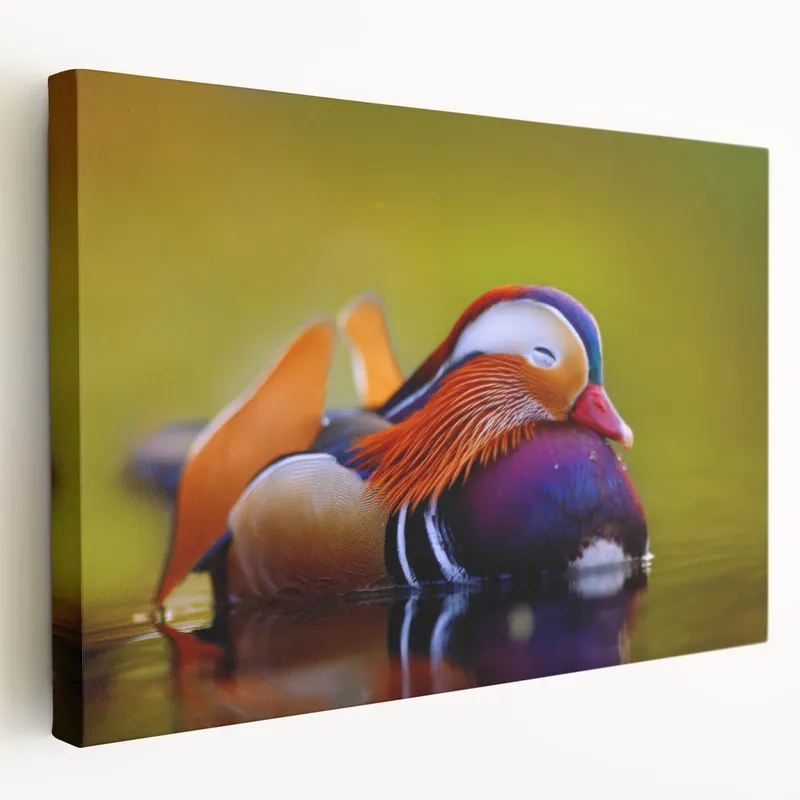 Luxury Serene Duck Wall Art - Peaceful Duck Canvas Print for Calm Decor