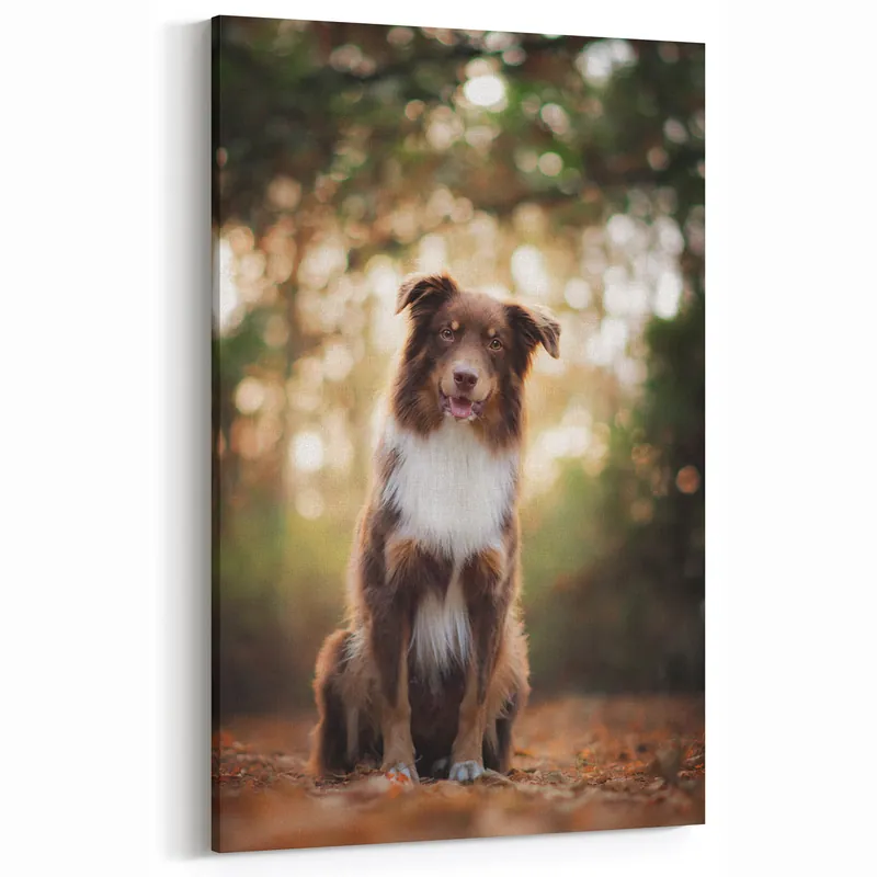 Popular Stunning Australian Shepherd Canvas - Australian Shepherd Wall Decor