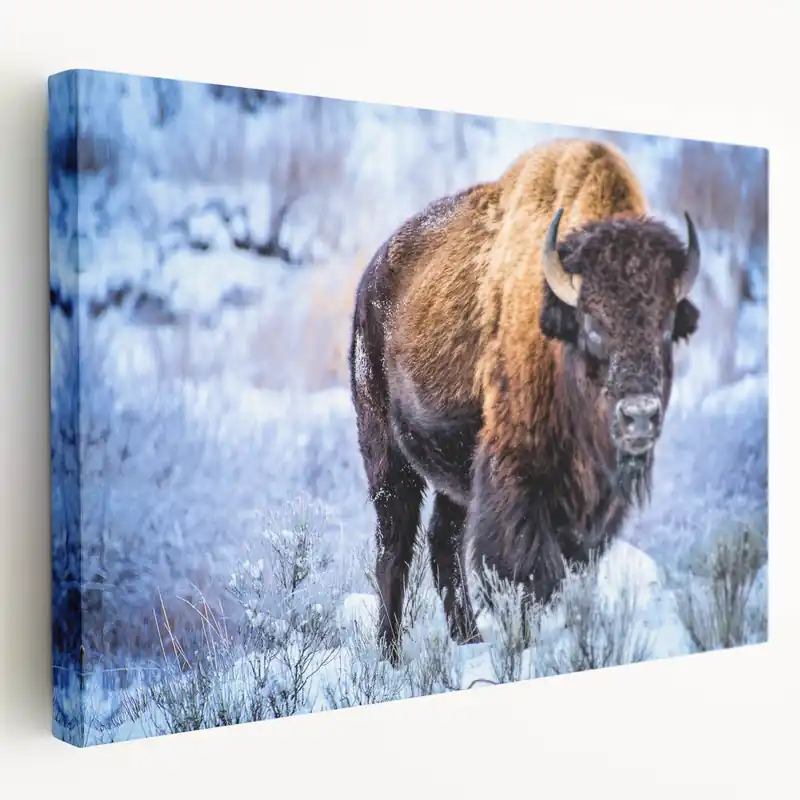 Affordable Winter Bison Art - Majestic Buffalo Canvas Print for Rustic Decor