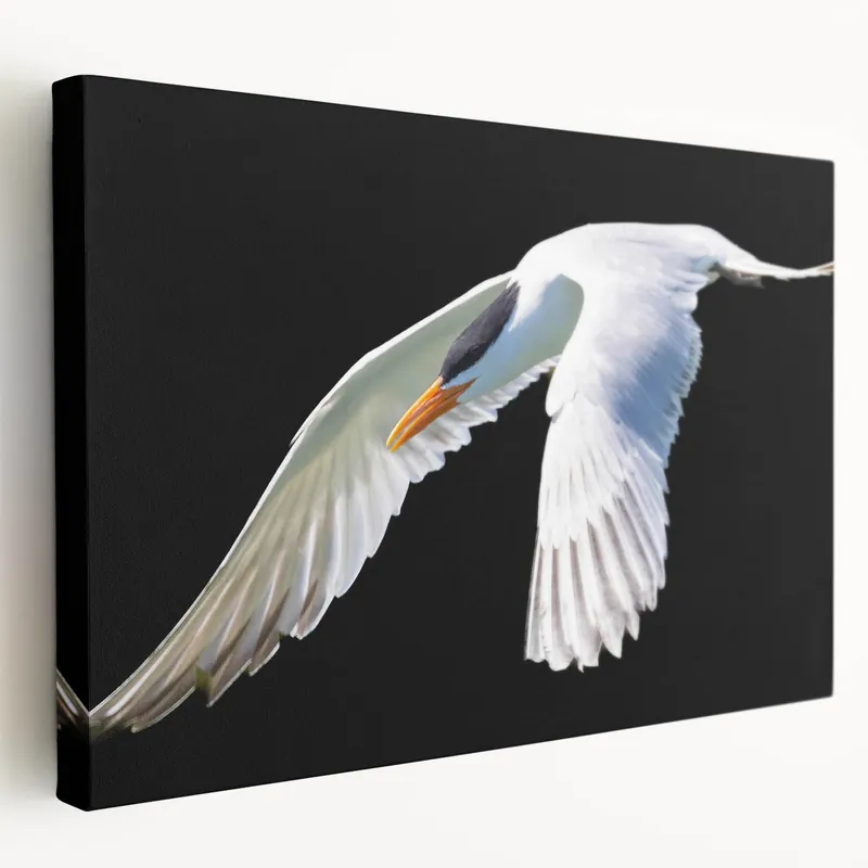 Striking Crane Wall Art – Elegant White Crane on Black Background Canvas Original