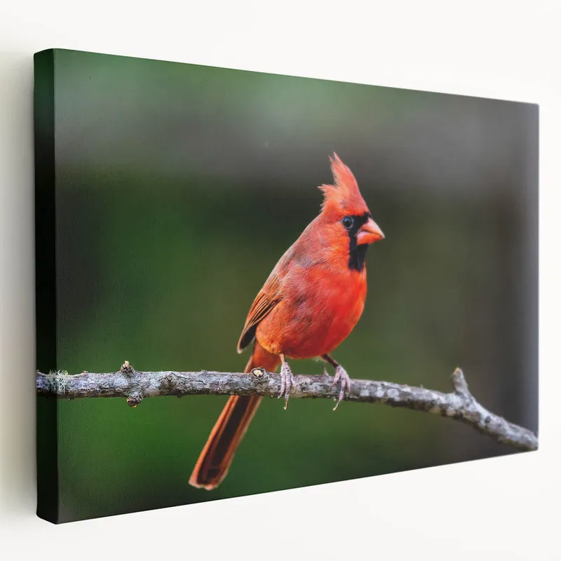 Elegant Cardinal Wall Art - Wildlife Beauty Perched on a Branch Free Delivery