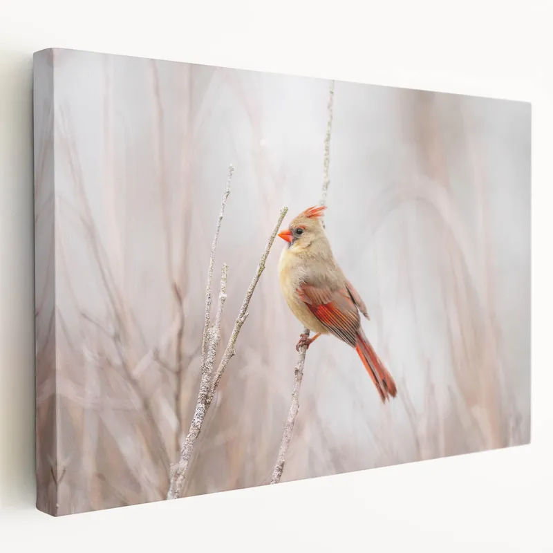 Price Cut Graceful Female Cardinal Wall Art - Wildlife Elegance in Soft Hues