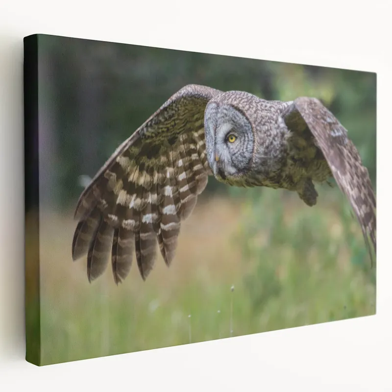 Majestic Owl in Flight - Graceful Birds of Prey Wall Art Photography Time-Limited