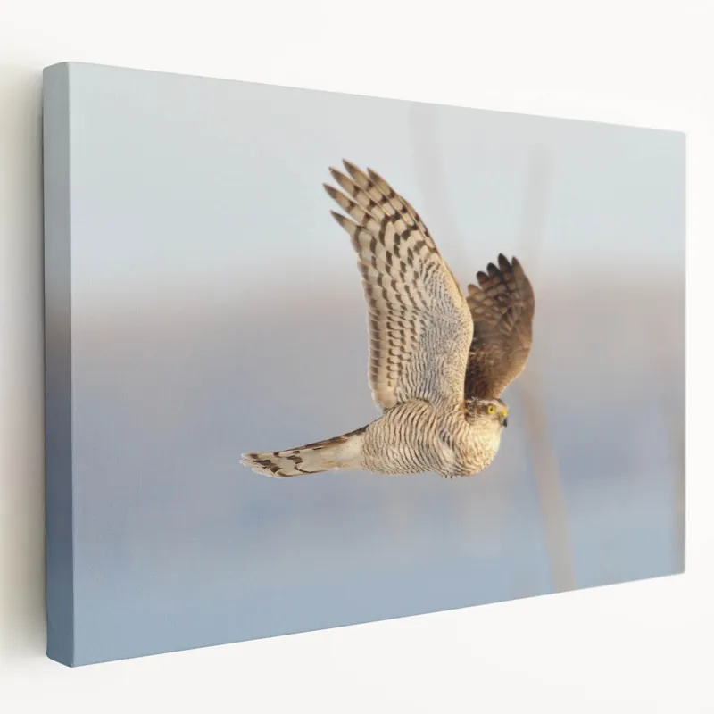 Warranty Included Elegant Hawk in Flight - Stunning Birds of Prey Wall Art Photography
