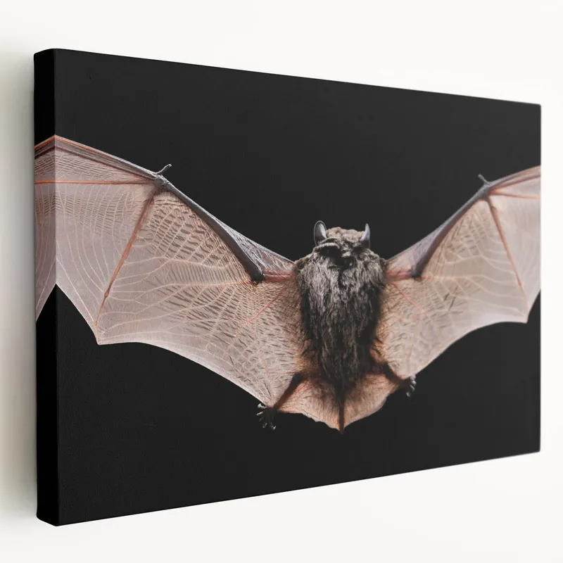 Must Have Majestic Bat Wildlife Art - Stunning Night Bat Photography Wall Decor