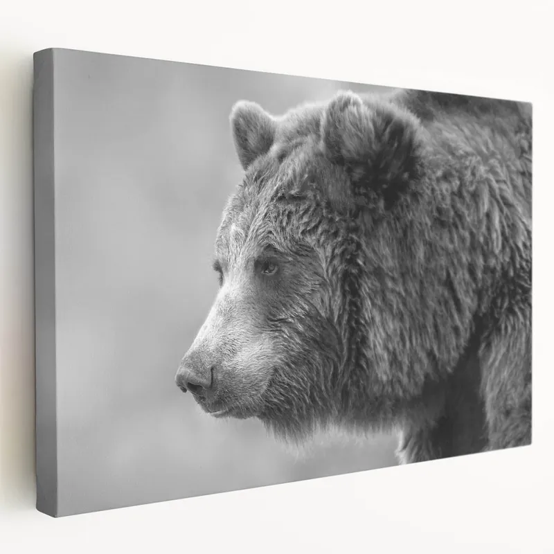 Majestic Black Bear Photography – Graceful Wildlife Bear Wall Art Print Sale