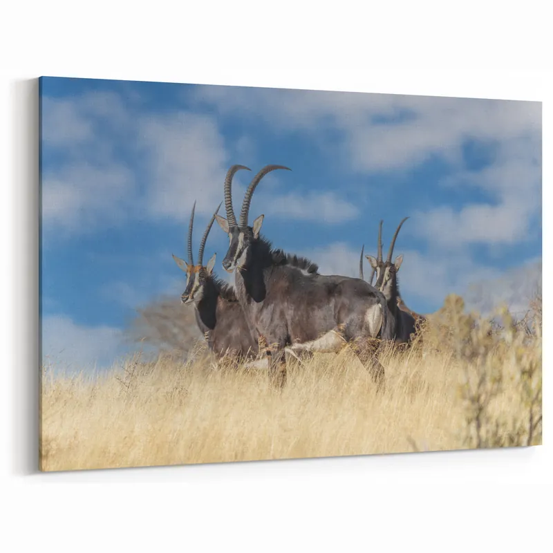 Bold Antelope Herd in the Grasslands – Striking Wildlife Canvas Art Buy Online