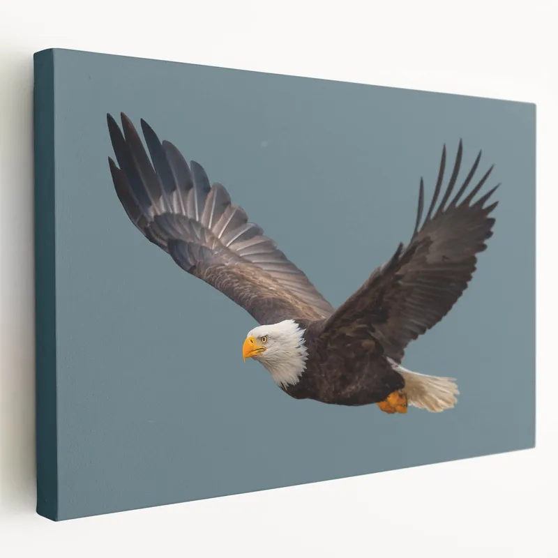 Limited Edition Graceful Birds of Prey Wall Art – Bald Eagle in Flight Canvas Print