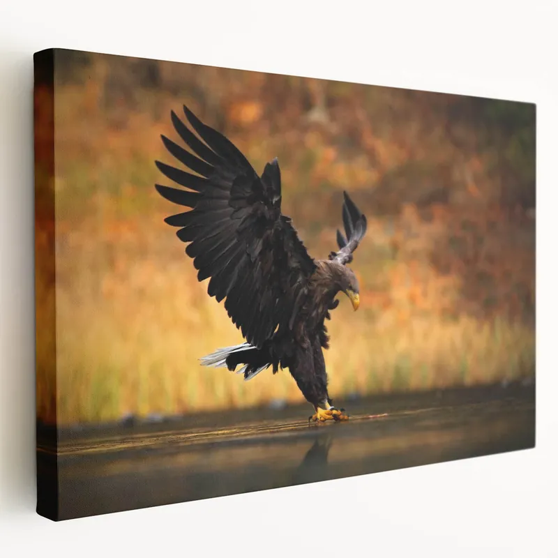 Worldwide Shipping Majestic Birds of Prey Wildlife Art – Graceful Eagle Wall Decor Print