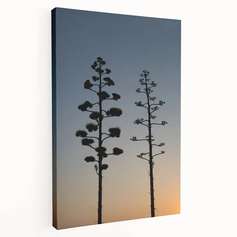 Exclusive Offer Desert Plant Silhouettes - Peaceful Sunset Silhouette of Agave Trees