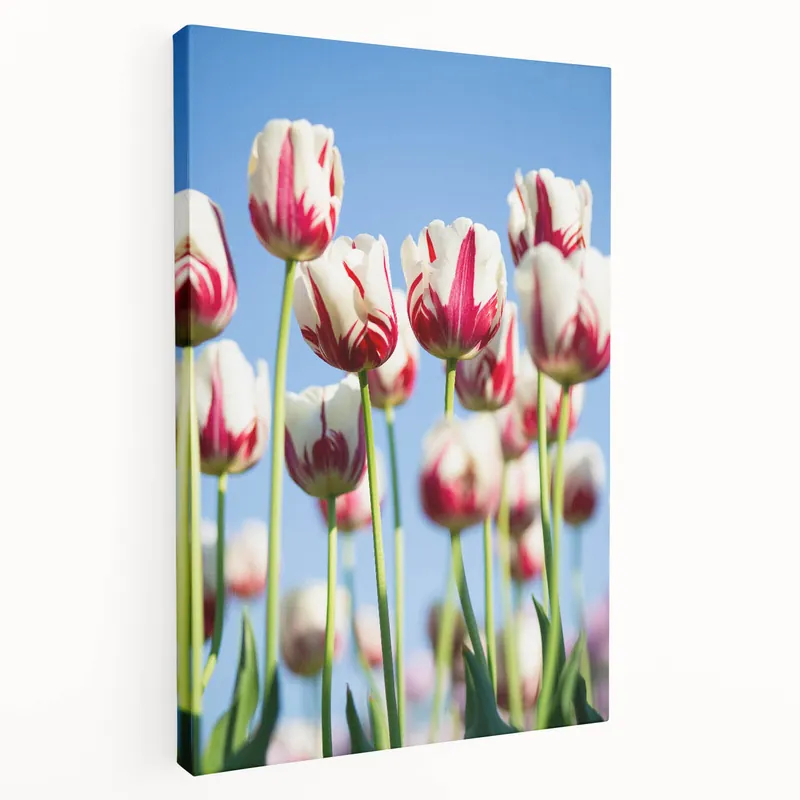 Blooming Tulips - Floral Spring Wall Art for Vibrant Home Decor Modern