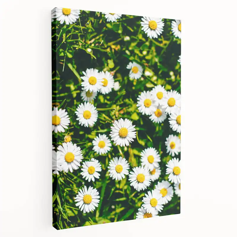 White Daisies Floral Field - Spring Wall Art Botanical Canvas Limited Time