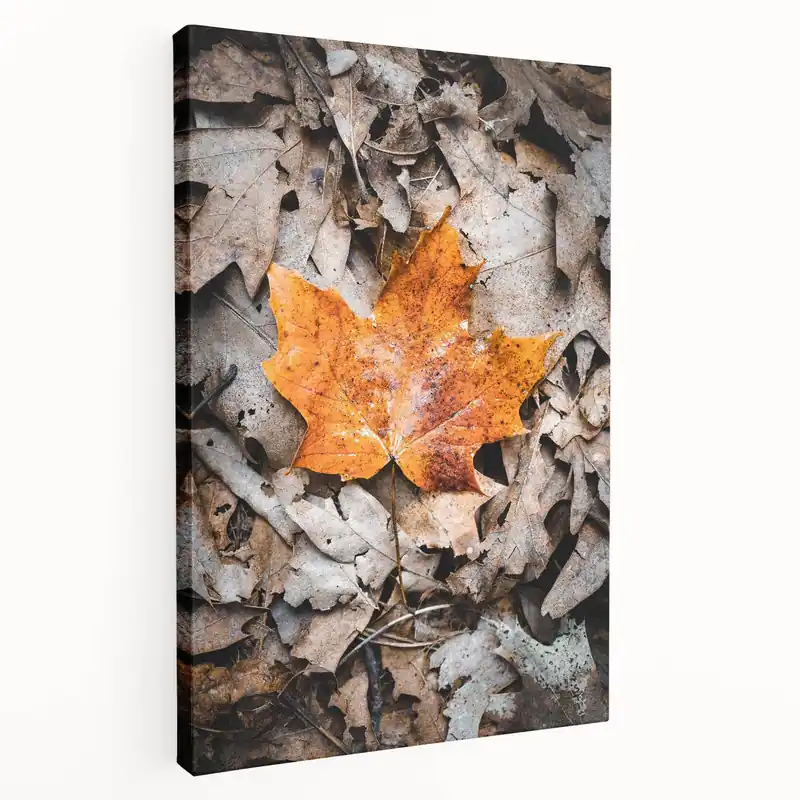 Reduced Price Single Autumn Leaf on Forest Floor – Fall Wall Art for Rustic Charm