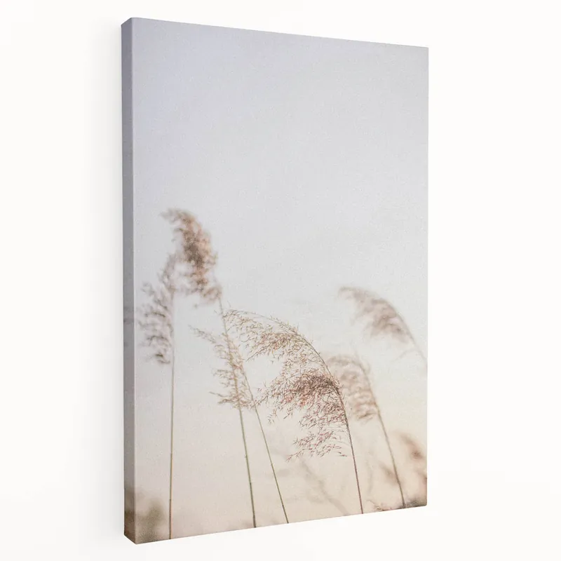 Today Only Floral Summer Art – Gentle Reed Grass in Soft Golden Light