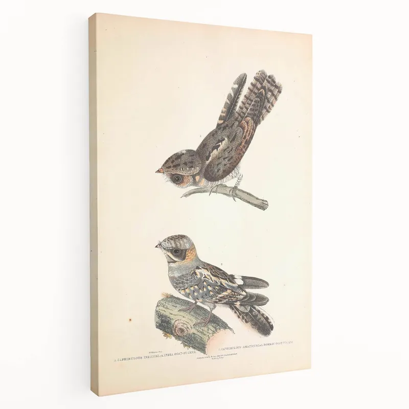 Vintage Animal Art - Goat Sucker Bird Retro Illustration Art Prints Mega Sale
