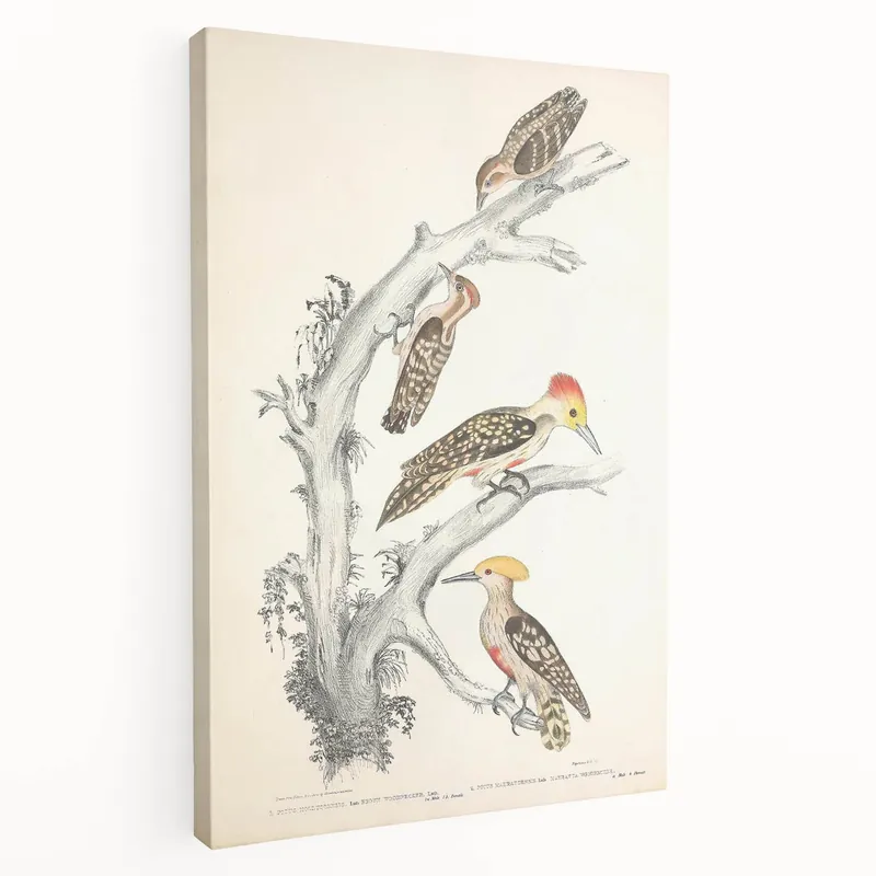Vintage Animal Art - Retro Woodpecker Illustration Art Prints for Home High Quality