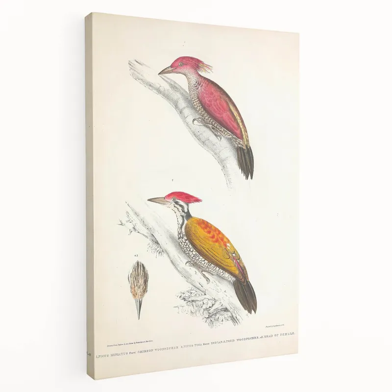 Markdown Vintage Animal Art: Crimson & Indian-Streaked Woodpecker Print