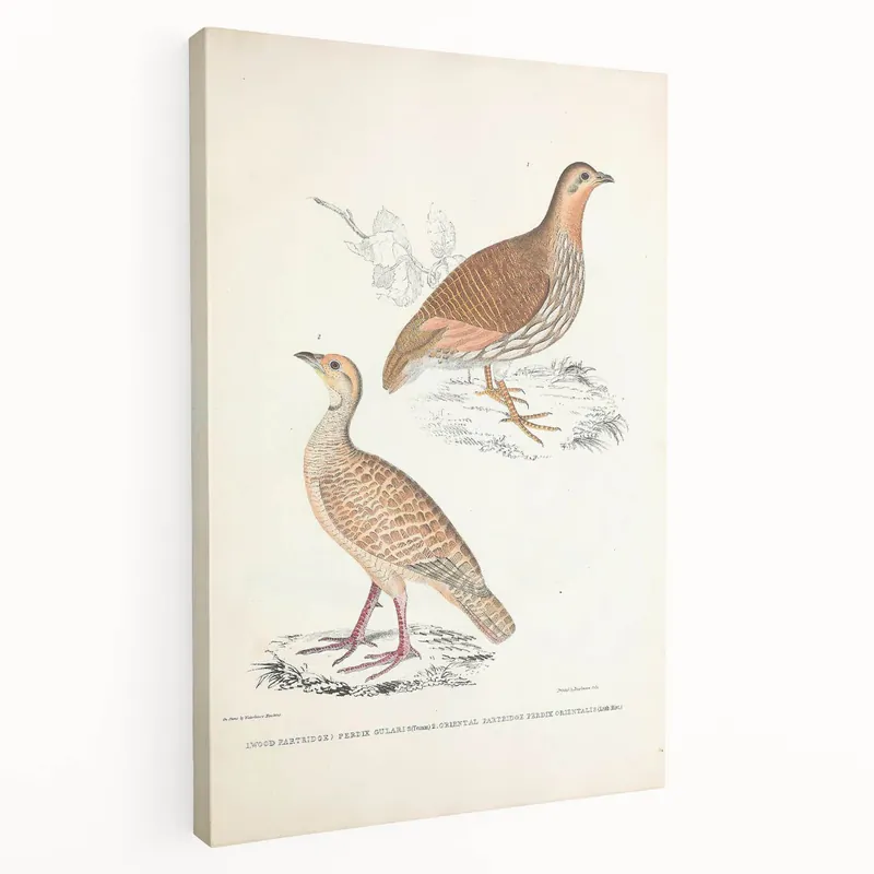 Flash Sale Vintage Animal Art - Oriental Partridge Illustration Print