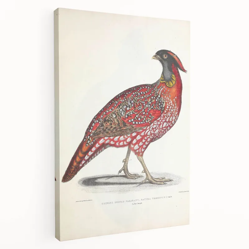 Vintage Animal Art - Chinese Horned Pheasant Illustration Print Special Discount