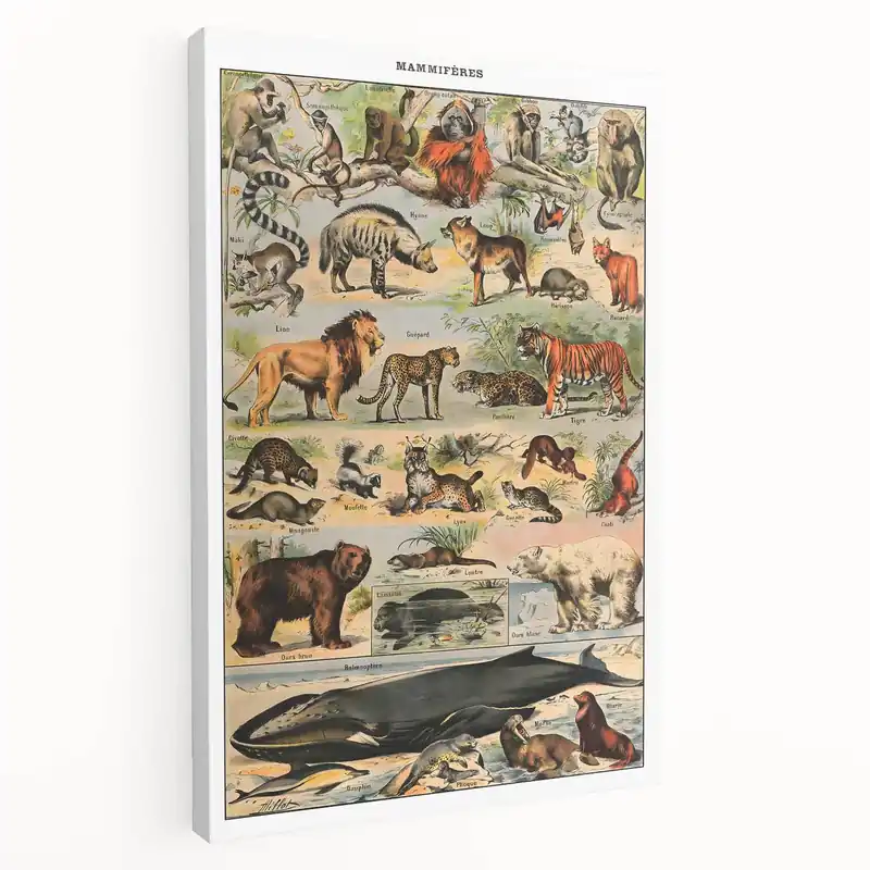 While Supplies Last Vintage Animal Art: Timeless Wildlife Illustration Prints