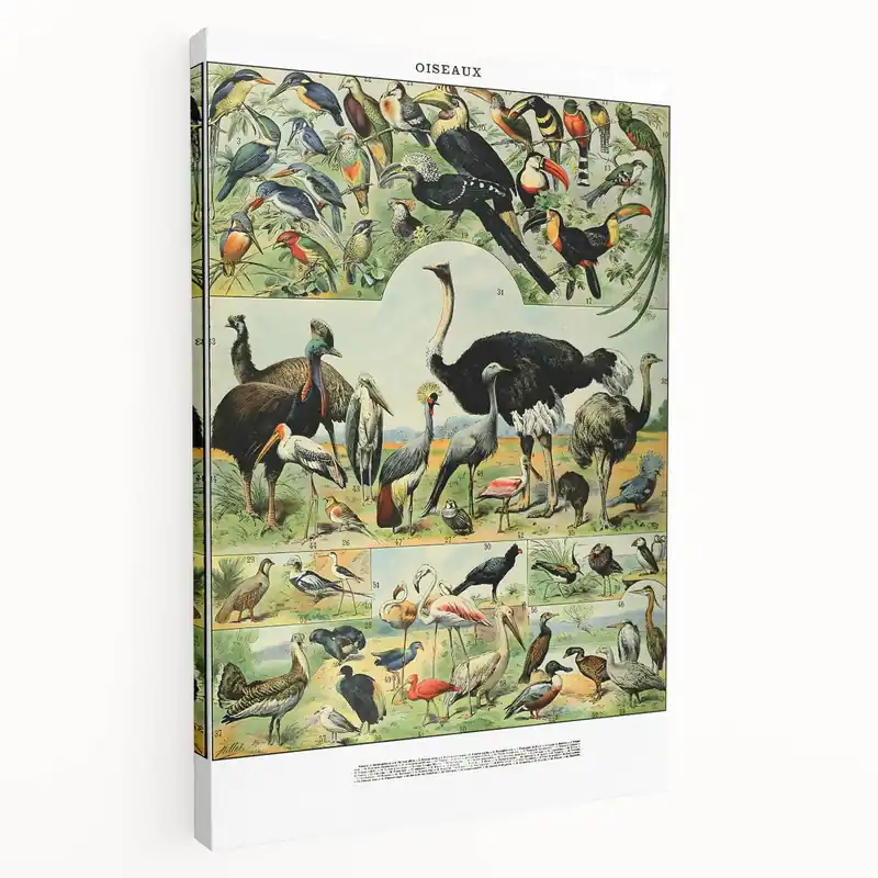Free Shipping Vintage Animal Art - Diverse Bird Illustration Print for Home Decor