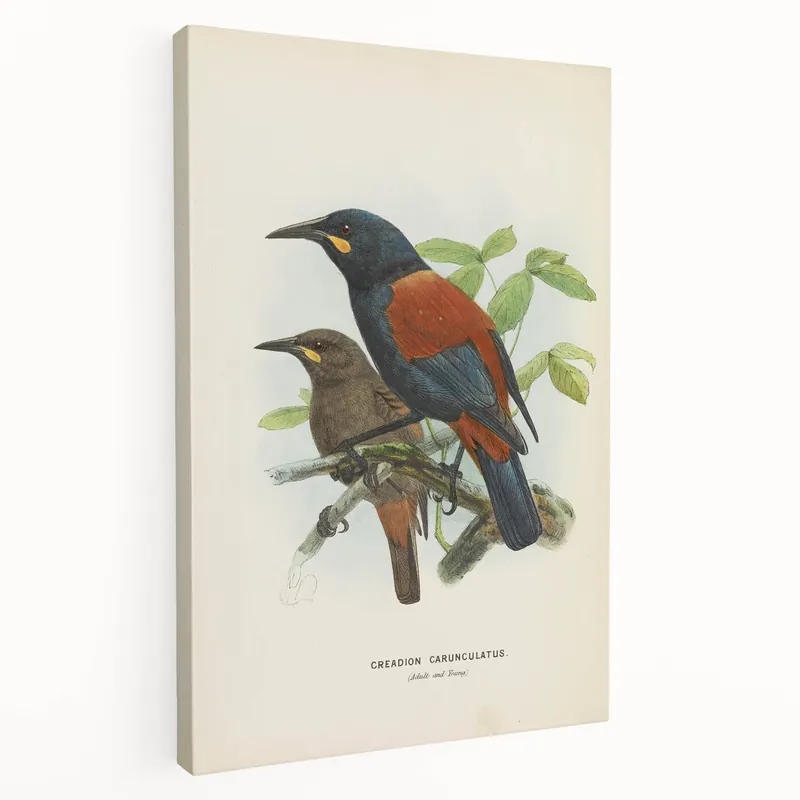 Vintage Animal Art – Creacion Bird Illustration Print – Retro Animal Wall Decor Grab Now