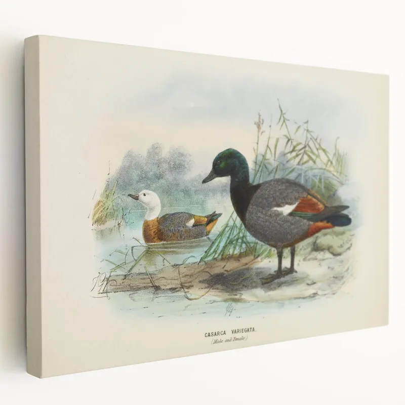 Vintage Animal Art – Casarca Duck Illustration Print – Retro Bird Wall Decor Affordable