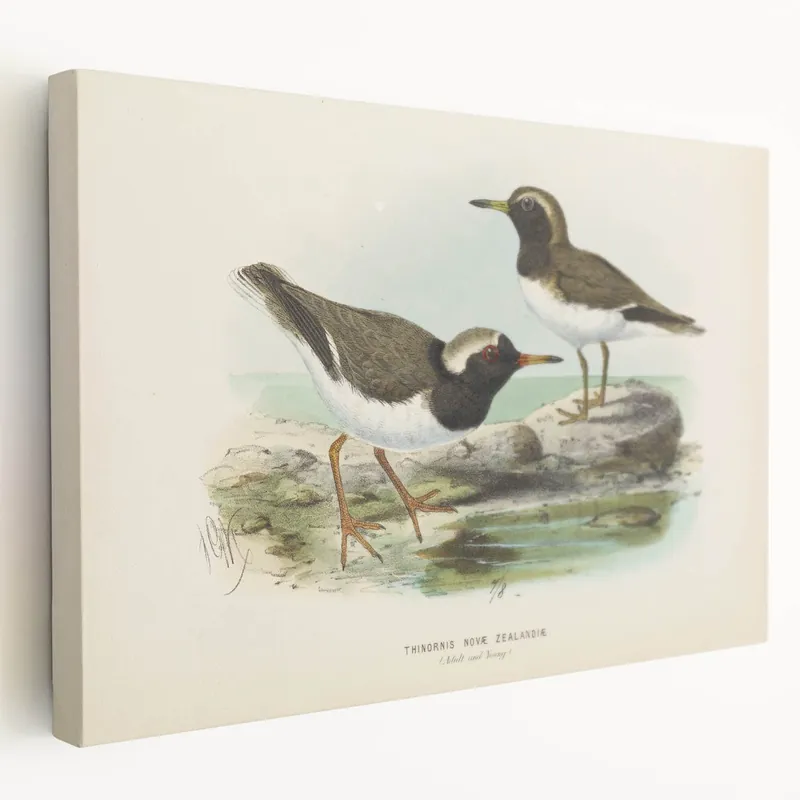 Vintage Animal Art – Shorebird Illustration Print – Retro Bird Wall Decor Secure Checkout