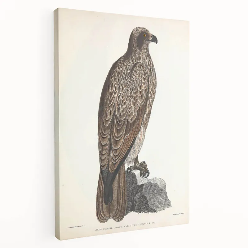 Special Discount Vintage Animal Art - Retro Lined Fishing Eagle Illustration