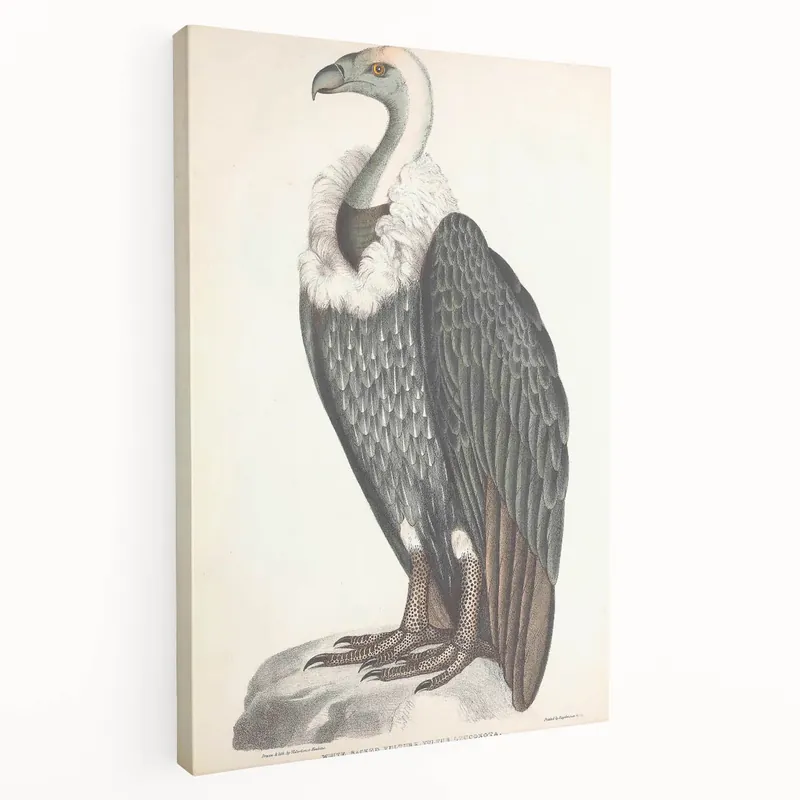 Final Sale Vintage Animal Art - Retro White-Backed Vulture Illustration