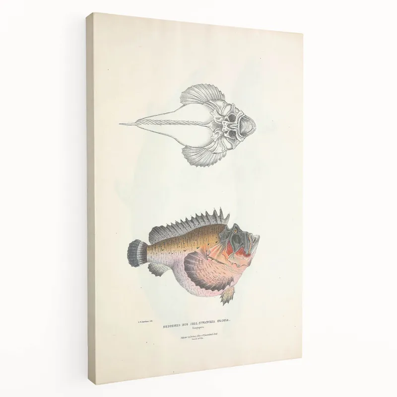 Certified Vintage Animal Art: Deformed Hogfish Illustration Art Prints