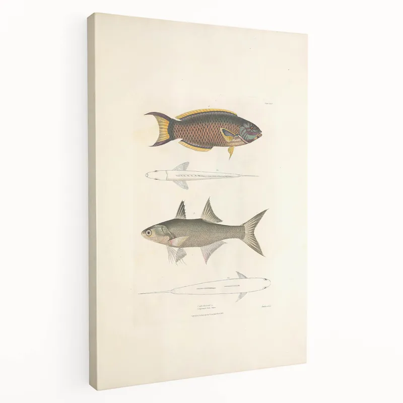 Vintage Animal Art Fish Illustration - Retro Animal Prints for Home Place Order
