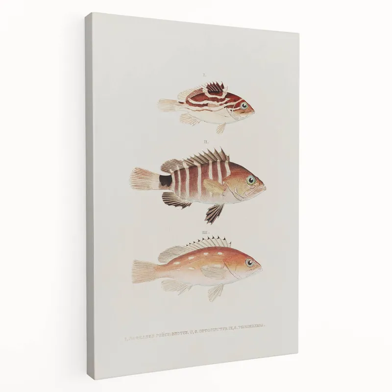 Timeless Vintage Animal Art – Retro Fish Illustration Wall Decor One Day Deal